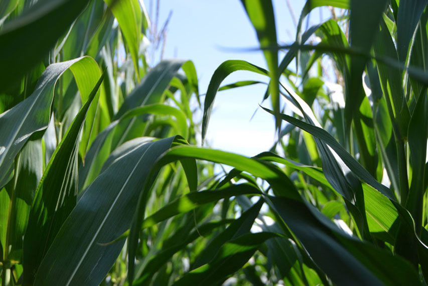 corn leaves in the field