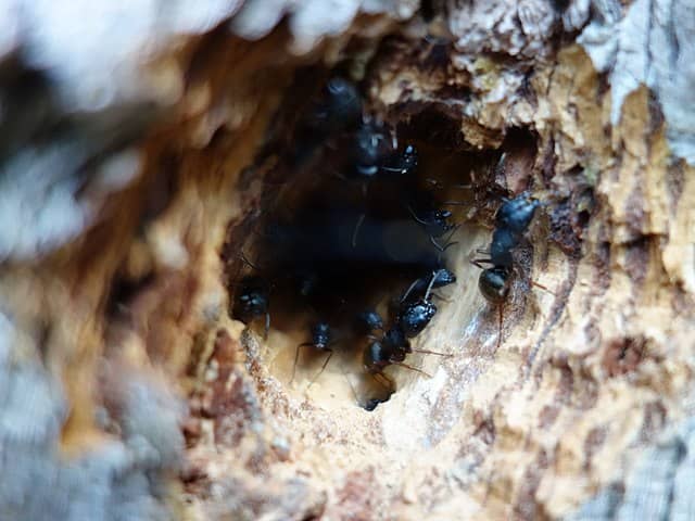 colony of black carpenter ants in a wood