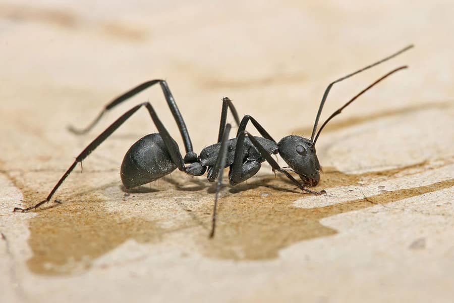 black carpenter ant in a wood