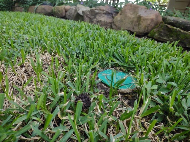 termite bait station installed in the soil