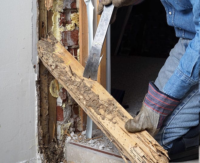 termite-control-services