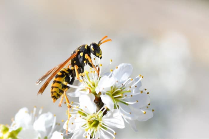 How to Get Rid of Wasps in Gutters (And Why It's More Dangerous Than ...