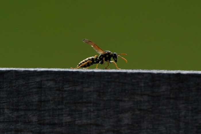 Paper wasp resting on a wooden structure