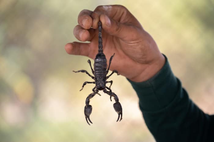 man's hand holding a scorpion