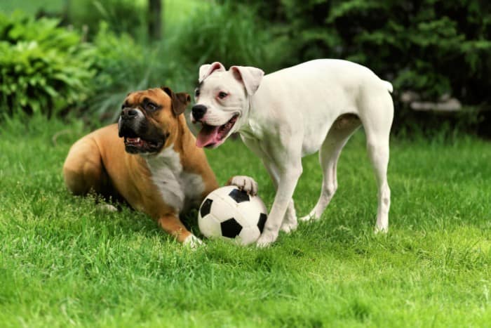 pet playtime on green healthy lawn Two pets playing with a soccer ball on a lush green lawn
