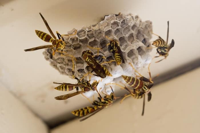 Indoor and outdoor wasp nest removal services in Southeast Texas