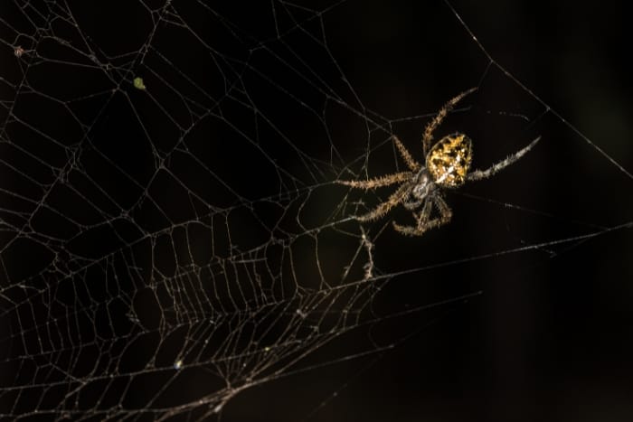 Large Spider Mist Understanding the Science Behind Spider Misting Systems - Broken Arrow ...