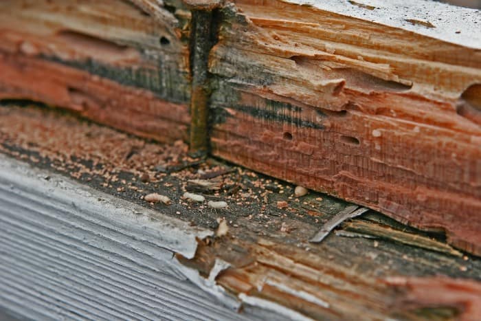 Termite infestation causing structural damage to exposed wooden beams