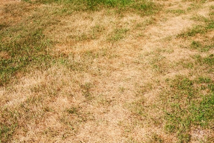 Yellow lawn caused by nutrient deficiency and poor soil health