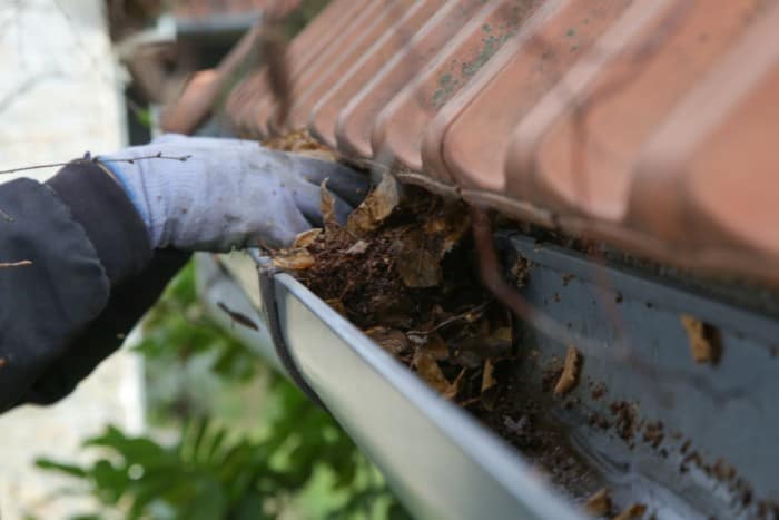 How to Get Rid of Wasps in Gutters (And Why It’s More Dangerous Than You Think)