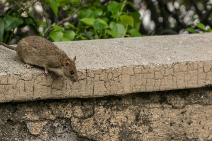 Rodent Control and Prevention for Southeast Texas Homes