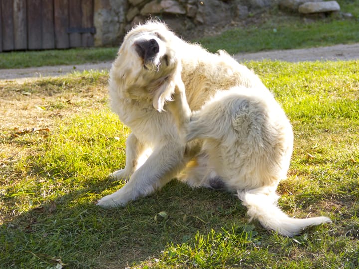 dog scratching itself because of fleas