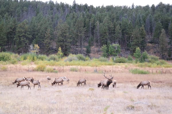 Rocky Mountain National Park from Estes Park to Grand Lake 10 Rocky Mountain National Park - Elk herd