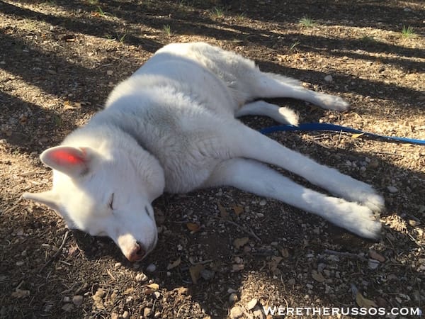 Leo the Siberian Husky sleeping - Mather Campground