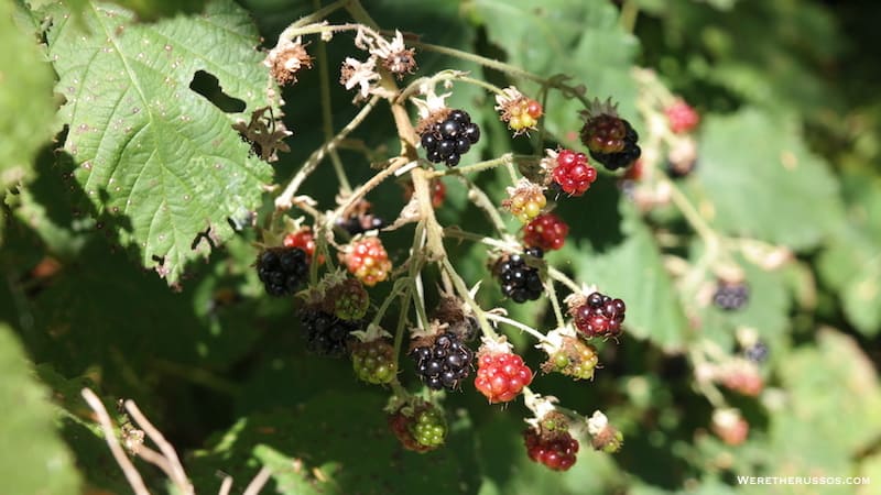 Cape Lookout State Park Wild Blackberries