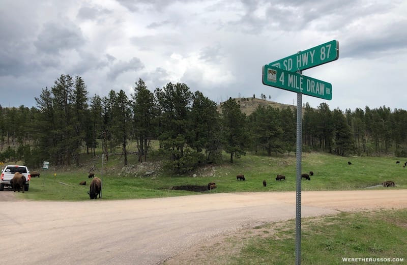 Herd of Bison at Custer State Park