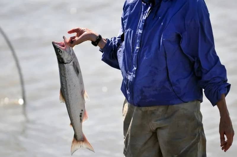 fresh caught alaskan salmon