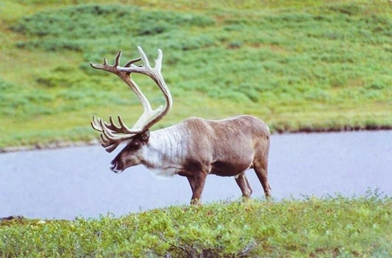 Caribou in Denali