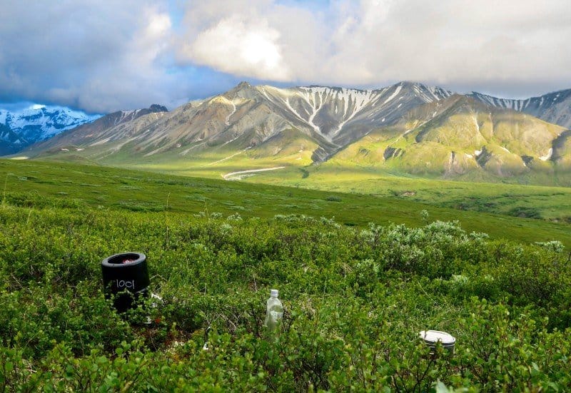 wild camping in denali national park