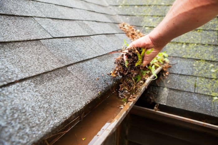 Stagnant gutter water creating potential mosquito breeding conditions