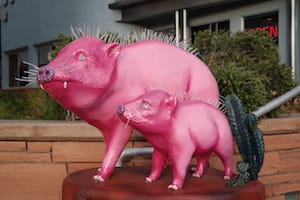 Sedona Pigs 2