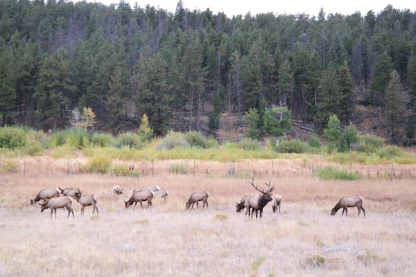 Rocky Mountain National Park - Elk herd