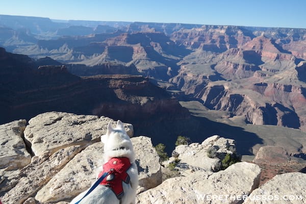 Grand Canyon With Our Husky - Dog Friendly Parts of South Rim 6 Grand Canyon South Rim Leo