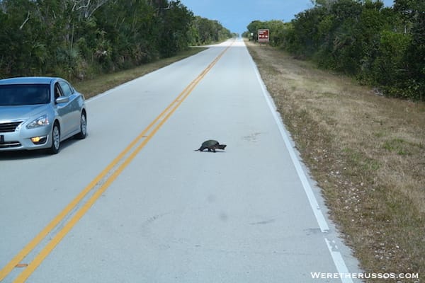 Everglades National Park turtle