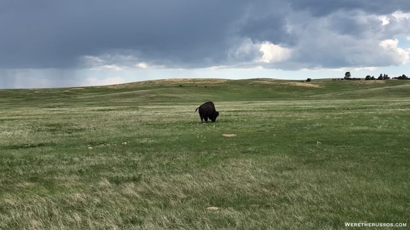 Bison at Wind Cave National Park