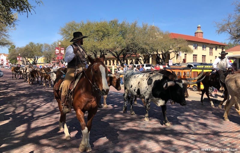 Forth Worth Stockyards cattle drive