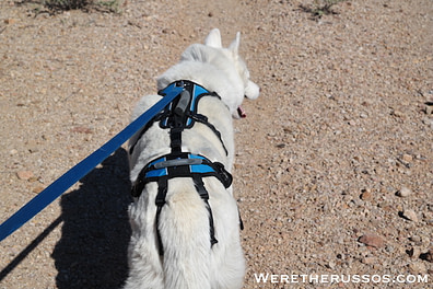 help em up harness chewy