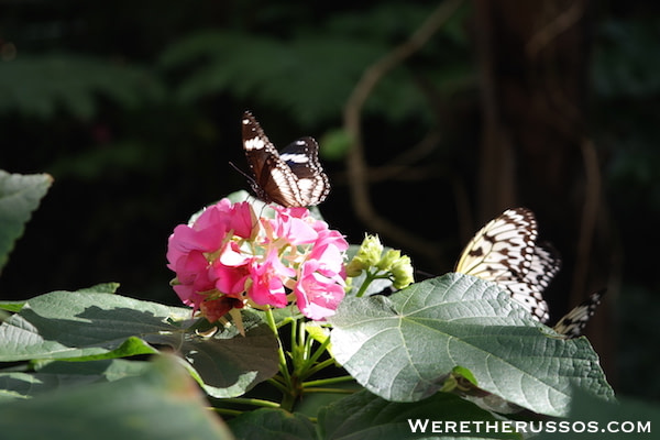 Butterfly Rainforest Florida
