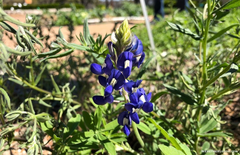 Bluebonnet Texas state flower