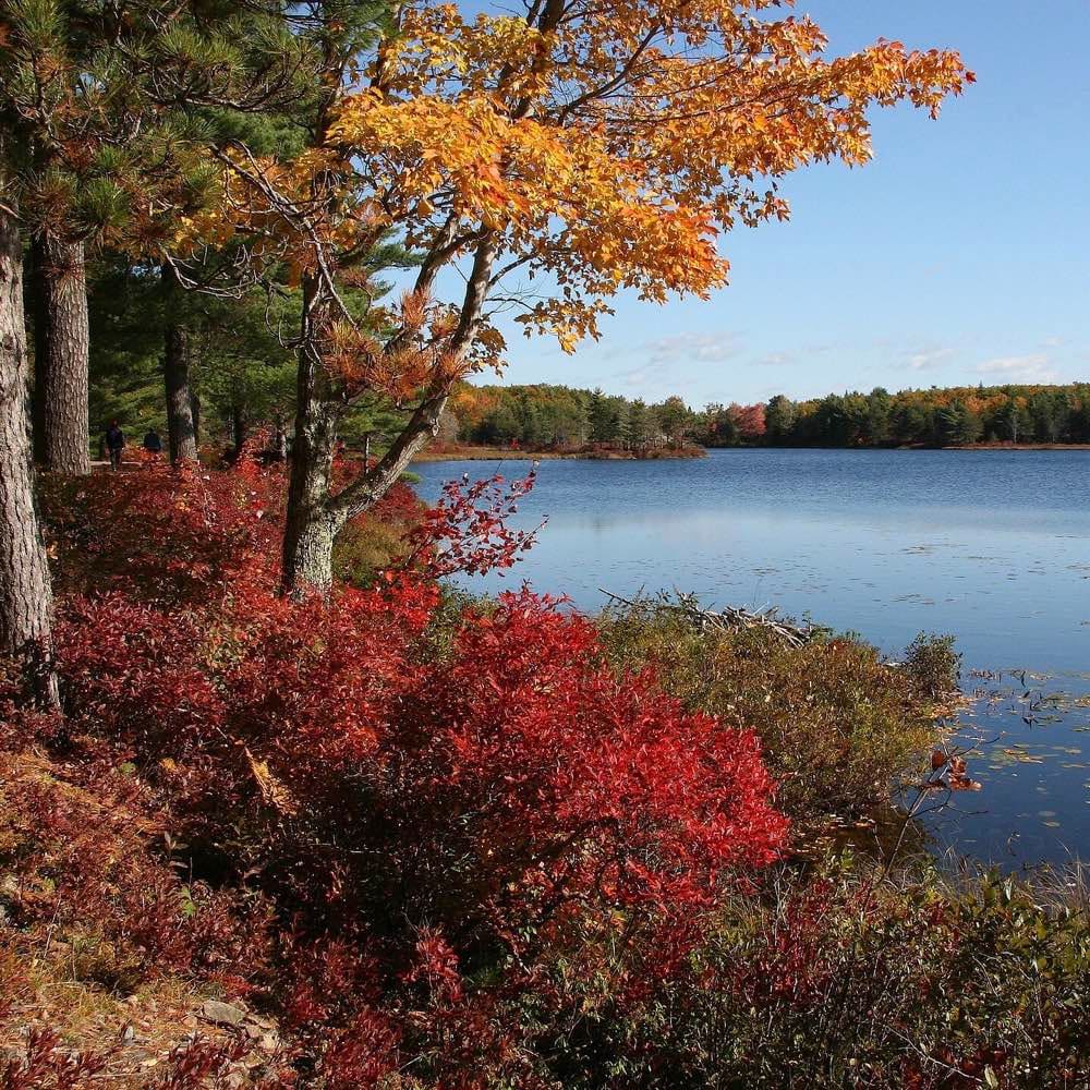 Acadia National Park Hikes