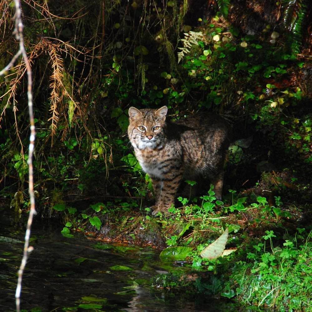 Olympic National Park Hike