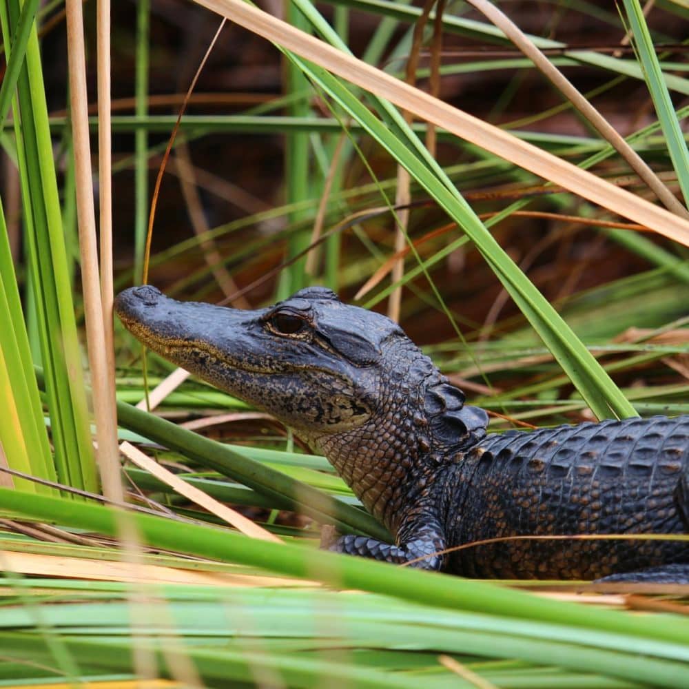 Everglades National Park Hikes