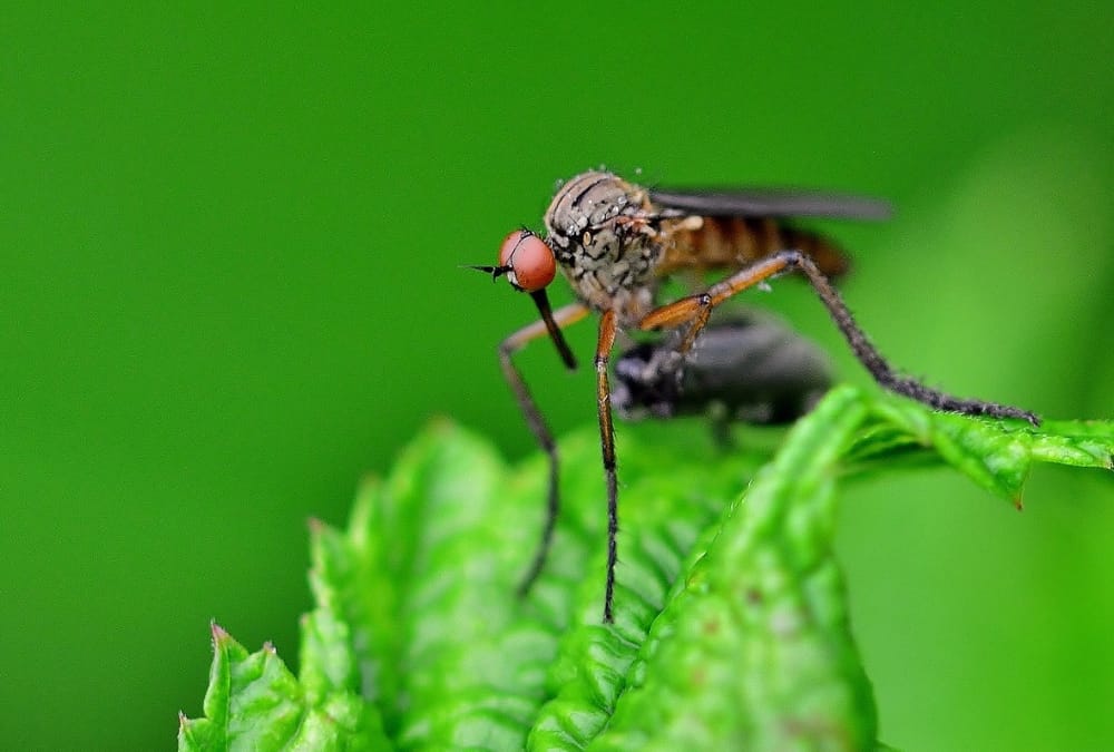 Natural Bug Repellent Options for the RVer