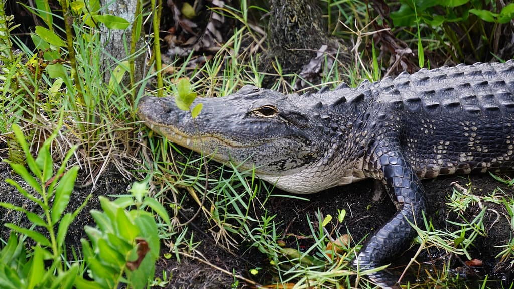 Gator seen while camping in the Everglades