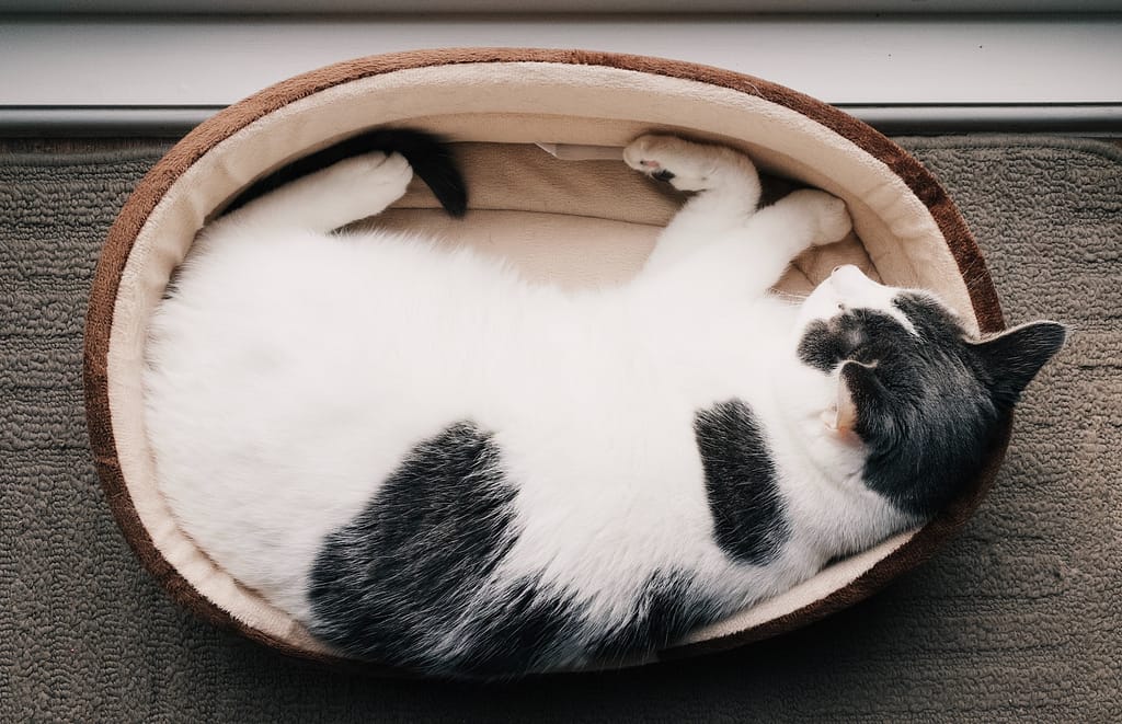 Cat curled up in a cat bed