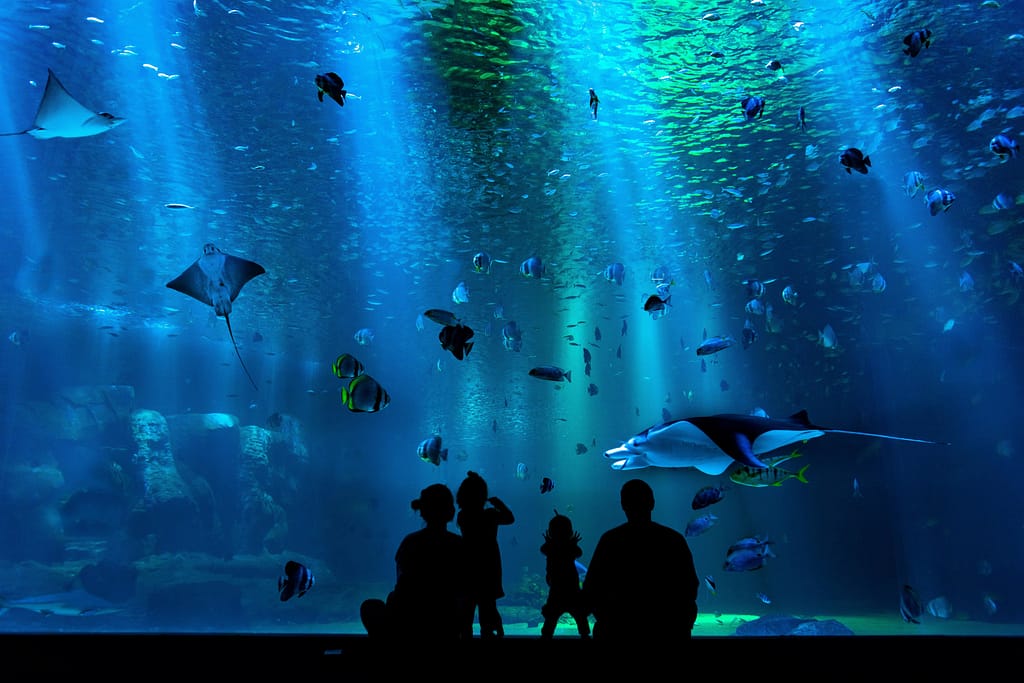Aquarium field trip