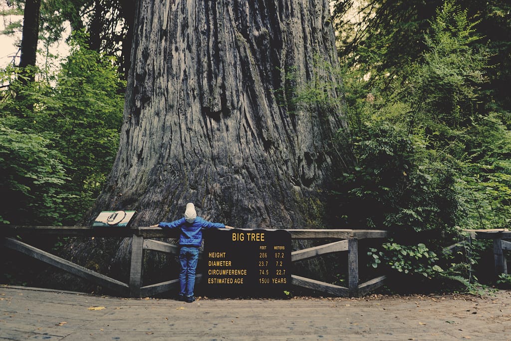 Roadschooling field trip to Sequoia National Park