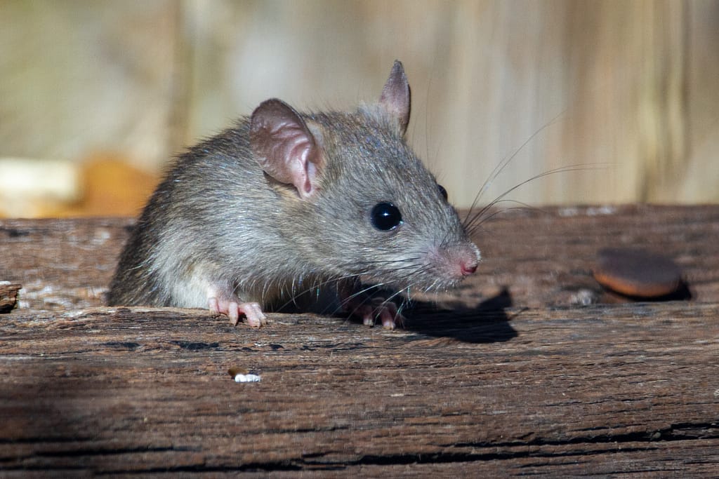 Mouse in wood