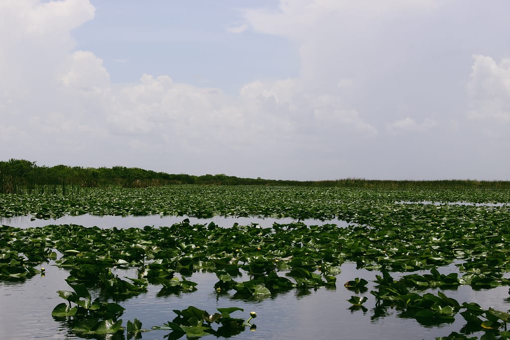 View while camping in the Everglades