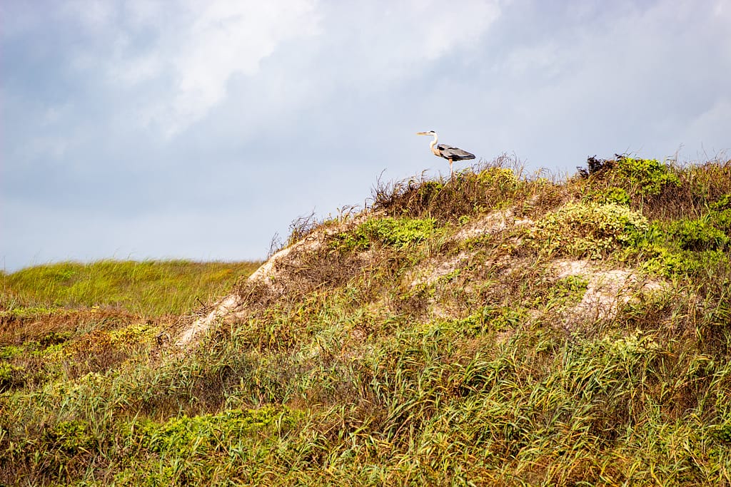 A bird perched on a dune at Padre Island National Seashore: Texas is an ideal winter RV spot