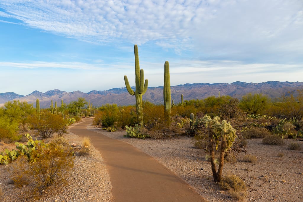 Path in Saguaro National Park, another excellent winter RV spot