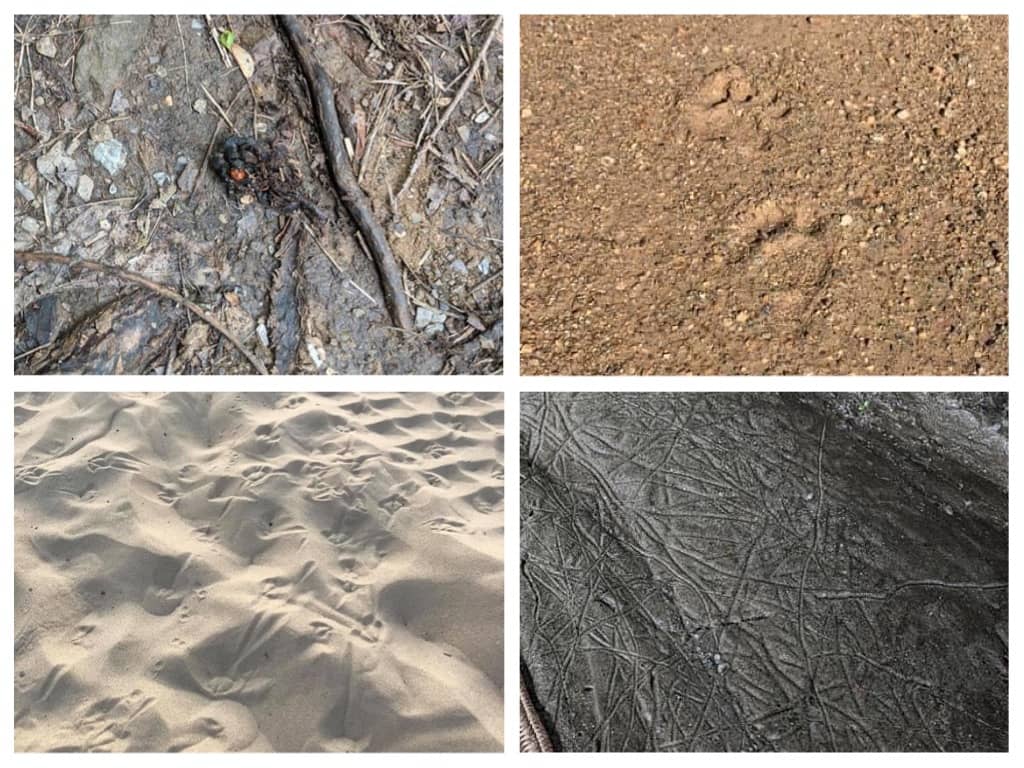 Animal tracks