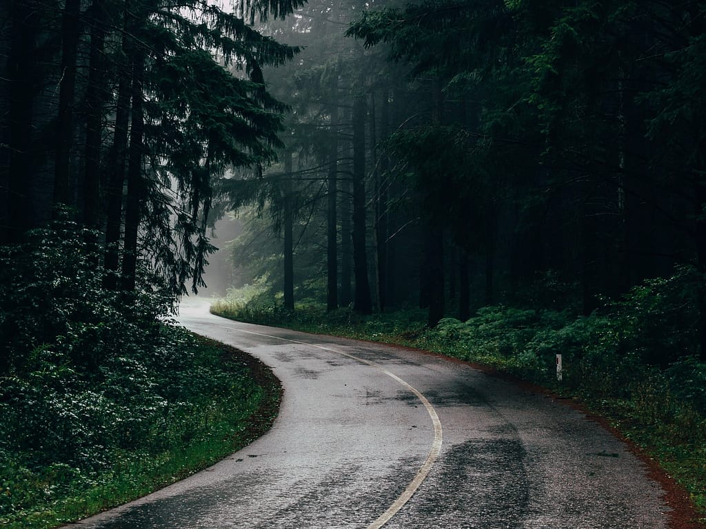 Rainy road through the forest
