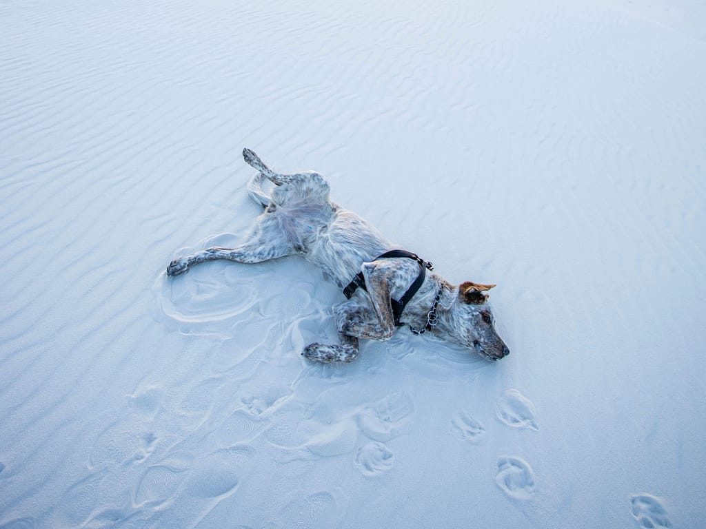 Dog at White Sands National Park