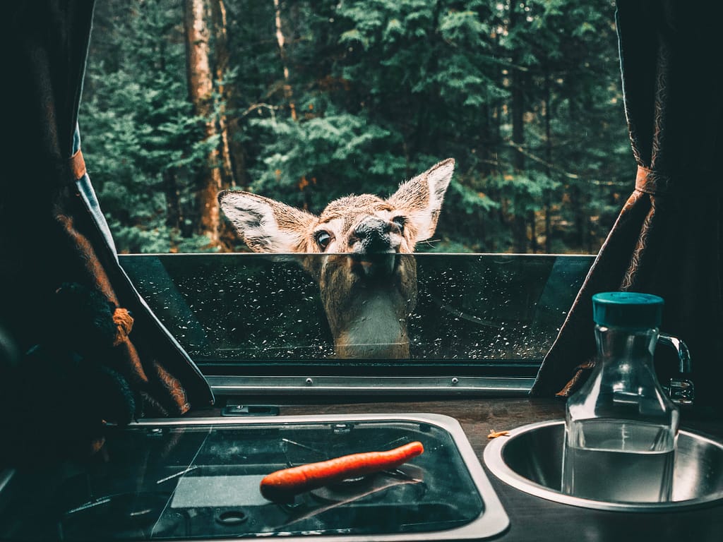 Deer at RV window while RV camping in National Parks