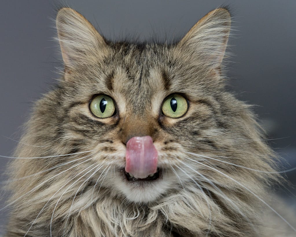 Fluffy cat licking its nose